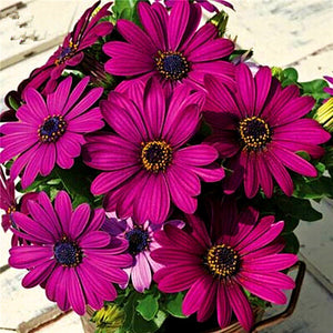 50PCS Echinacea purpurea Bonsai plants Perennial bonsai Flower plant Coneflower Showy Much-doubled Flowers Heads Potted Plant