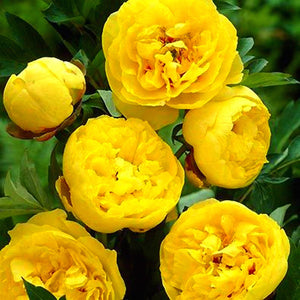 Indoor Ornamental Bonsai Chinese Peony flower Seeds plants Terrace Courtyard Garden Paeonia Suffruticosa Flower plants Seeds