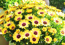 Load image into Gallery viewer, 100pcs Yellow Daisy Bonsai Seeds Plants Daisy Flower Seeds Bellis perennis chrysanthemum flowers indoor potted plant DIY home garden
