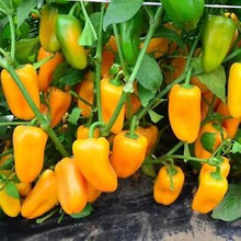 Load image into Gallery viewer, 200pcs/pack Gaint Pepper seeds Bonsai plants organic chili seed fruit vegetable seed potted plants for home garden farm
