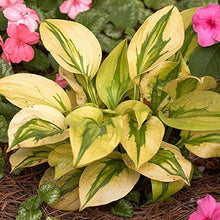 Load image into Gallery viewer, 50pcs Hosta Seeds Bonsai Rare Hosta flowers bonsai Liliaceae flower seeds perennial indoor blowering potted plants for home garden
