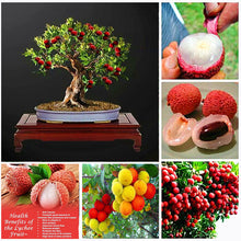 Load image into Gallery viewer, 5pcs Lychee Seeds Bosnai Fruit Litchi chinese Sweet Bosnai Fruit Seeds Tree Plants Perennials Plant For Home Garden Planting
