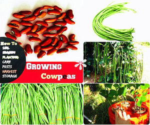 20PCS bonsai Chinese Long Bean Seeds Vigna Unguiculata plants Long Cowpea Seeds Snake Bean Organic Edible Vegetable plant Garden Plants