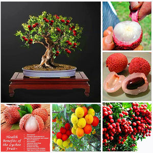 5pcs Lychee Seeds Bosnai Fruit Litchi chinese Sweet Bosnai Fruit Seeds Tree Plants Perennials Plant For Home Garden Planting