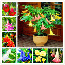 Load image into Gallery viewer, 100Pcs Datura suaveolens seeds Night-blooming flower Jessamine flowers seeds bonsai tree plants Angel&#39;s horn potted plant for garden
