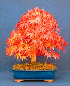 20 Pcs Maple Bonsai Plants Red Maple Tree Seeds Very Beautiful Outdoor Tree Home Garden Decoration Potted Plants