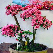 Load image into Gallery viewer, 20 Pcs/bag Rare Bonsai Azalea Flower Seeds Home Garden Plants Looks Like Sakura Japanese Cherry Blooms Flower
