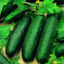 Load image into Gallery viewer, 100pcs cucumber seeds japanese mini cucumber vegetable seeds plants for home vegetables for home&amp;garden plants planting
