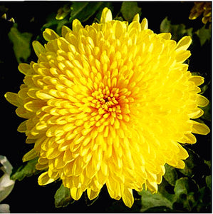 100pcs Multiple colour chrysanthemum seeds bonsai chrysanthemum flower seeds bonsai perennial indoor flowering home garden potted plants