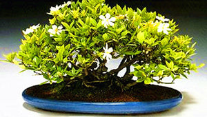 20Pcs/Bag Jasmine Flower Seeds Bonsai Beautiful Jasminum Sambac Flower Bonsai perennial indoor flowering plant For Home Garden Potted Plants