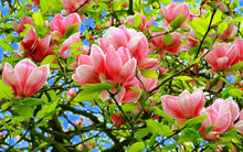 Load image into Gallery viewer, 10pcs Bonsai Magnolia Flower Seeds Beautiful Bonsai Magnolia Tree Magnolia Flowers Seeds For Home Garden potted plant planting
