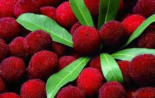 Load image into Gallery viewer, 5Pcs red Bayberry fruit seeds bonsai rare chinese bonsai fruit tree plants perennial organic heirloom fruit for home garden plants planting
