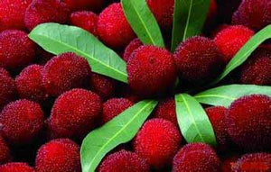 5Pcs red Bayberry fruit seeds bonsai rare chinese bonsai fruit tree plants perennial organic heirloom fruit for home garden plants planting