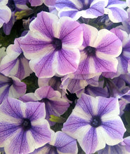 Load image into Gallery viewer, 20pcs Rare Blue Morning Glory Seeds Climbing Petunia Seeds Bonsai Flower Seeds Potted Plant for Home Garden Decoration
