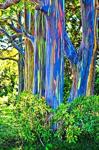 100pcs/bag Rainbow Eucalyptus Deglupta Seeds Showy Tropical Tree Perennial Bonsai Plants Seeds