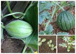 30PCS Bonsai Giant Watermelon Seeds Sweet Taste Fruit Very Giant Delicious Food potted plants For Home Garden Seed