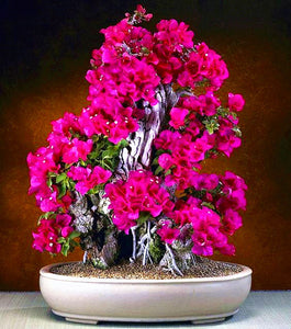 10Pcs Rare Cherry Blossoms Seeds Bonsai Cherry Sakura Flower seeds bonsai tree indoor flowering potted plants Cerasus Flowers Plant