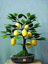 Load image into Gallery viewer, 20pcs/bag Bonsai Dwarf Lemon Tree seed Edible Fruit Meyer Lemon plants Exotic Citrus limon bonsai tree potted plants for home garden
