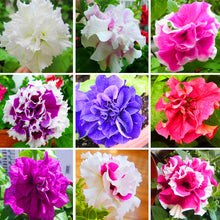 Load image into Gallery viewer, 100pcs Double Flap Petunia Seeds bonsai beautiful Petunia flower perennial indoor flowering potted plant for home garden flower plants
