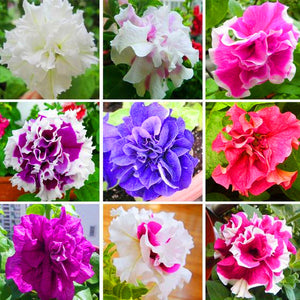 100pcs Double Flap Petunia Seeds bonsai beautiful Petunia flower perennial indoor flowering potted plant for home garden flower plants