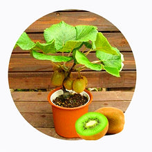 Load image into Gallery viewer, 100pcs 4 kind Bonsai fruit tree seeds Perennial Dwarf Kiwi Apple Lemon Cherry bonsai fruit seeds garden potted plant
