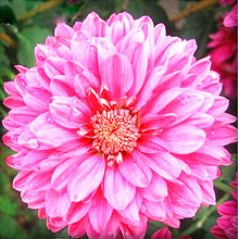 Load image into Gallery viewer, 100pcs Double Cosmos Seeds Flower plants Perennial Potted Flower Seed Plant For Home Garden Decorative flowers Plantas easy grow
