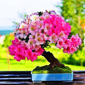 10Pcs Rare Cherry Blossoms Seeds Bonsai Cherry Sakura Flower seeds bonsai tree indoor flowering potted plants Cerasus Flowers Plant