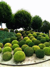 Load image into Gallery viewer, 50pcs courtyard juniper balls Seeds Outdoor bonsai tree  Perennial plants for home garden decor supplies Best packaging
