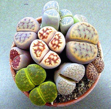 Load image into Gallery viewer, 20pcs mixed lithops seeds bonsai plants lophophora stone flower indoor bonsai seeds tree succulents plantas para jardin for garden plants
