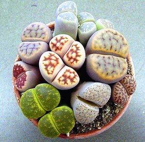 20pcs mixed lithops seeds bonsai plants lophophora stone flower indoor bonsai seeds tree succulents plantas para jardin for garden plants