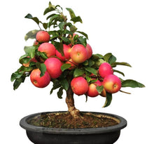 Load image into Gallery viewer, 100pcs 4 kind Bonsai fruit tree seeds Perennial Dwarf Kiwi Apple Lemon Cherry bonsai fruit seeds garden potted plant
