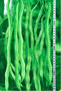 20PCS bonsai Chinese Long Bean Seeds Vigna Unguiculata plants Long Cowpea Seeds Snake Bean Organic Edible Vegetable plant Garden Plants