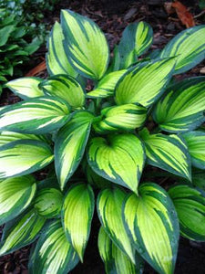 50pcs Hosta Seeds Bonsai Rare Hosta flowers bonsai Liliaceae flower seeds perennial indoor blowering potted plants for home garden