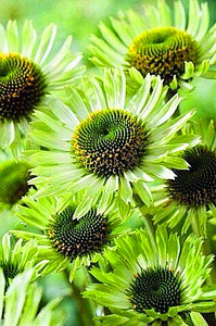 30Pcs Rare Pink Sunflower Seeds Bonsai Flowers Seeds Plants Dwarf desk potted plant Rare sunflower Ornamental flower indoor garden plantas