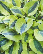 Load image into Gallery viewer, 50pcs Hosta Seeds Bonsai Rare Hosta flowers bonsai Liliaceae flower seeds perennial indoor blowering potted plants for home garden
