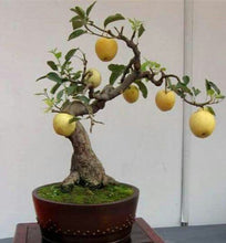 Load image into Gallery viewer, 20Pcs Pear Seeds bonsai Pyrus spp fruit bonsai seeds tree plants Delicious juicy fruit potted plant for home garden planting plant
