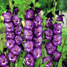 Load image into Gallery viewer, 100pcs Gladiolus Seeds not Bulbs bonsai flower bulb Vaniot Houtt perennial beautiful flowers seeds for home garden potted plants
