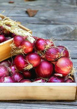 Load image into Gallery viewer, 100pcs Sweet Onion Spanish Bonsai Plants vegetables germination 95% Perennial Non-GMO onion for garden bonsai plant Easy to Grow
