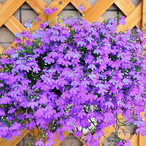 100pcs/bag Lobelia flower seeds Rare indoor flower Bonsai Chlorophytum flower for Perennial Home Garden Plants