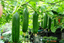 Load image into Gallery viewer, 100pcs cucumber seeds japanese mini cucumber vegetable seeds plants for home vegetables for home&amp;garden plants planting
