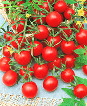 Load image into Gallery viewer, 200pcs Climbing Tomato Seeds mini cherry milk tomatoes bonsai fruit and vegetables plants seeds for home garden planting potted plant
