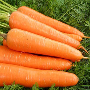 100pcs carrot vegetable plant pot indoor bonsai home garden decoration