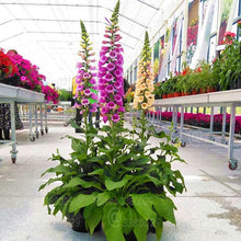 Load image into Gallery viewer, 100PCS Digitalis Purpurea Bonsai Plants Common Foxglove Flower Seeds Bonsai Mixed Flowers For home garaden planting plants
