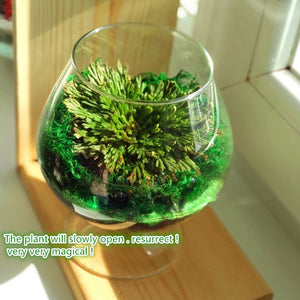 1pcs Magic Resurrection Rose of Jericho Dinosaur Plants not Seeds Air Fern Selaginella Moss Dried flower Pot Homegarden Decoration