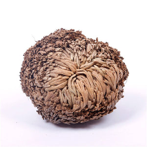 1pcs Magic Resurrection Rose of Jericho Dinosaur Plants not Seeds Air Fern Selaginella Moss Dried flower Pot Homegarden Decoration