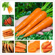 Load image into Gallery viewer, 100pcs carrot vegetable plant pot indoor bonsai home garden decoration
