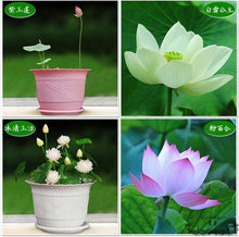 Load image into Gallery viewer, 5pcs Gaint lotus bonsai seeds blue water lily plants real bowl water flower Indoor bonsai aquatic plants seeds
