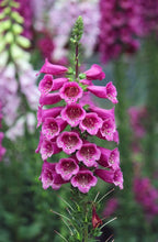 Load image into Gallery viewer, 100PCS Digitalis Purpurea Bonsai Plants Common Foxglove Flower Seeds Bonsai Mixed Flowers For home garaden planting plants
