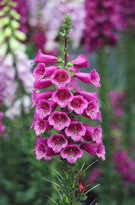 100PCS Digitalis Purpurea Bonsai Plants Common Foxglove Flower Seeds Bonsai Mixed Flowers For home garaden planting plants