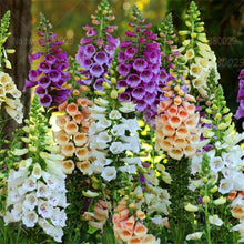 Load image into Gallery viewer, 100PCS Digitalis Purpurea Bonsai Plants Common Foxglove Flower Seeds Bonsai Mixed Flowers For home garaden planting plants
